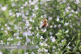 I've yet to figure out what blooms in early june around here (and is deer resistant). Perennial Bloom Times Johnson S Gardens Cedarburg