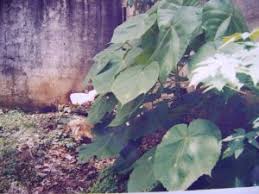 Image result for Macaranga schweinfurthii