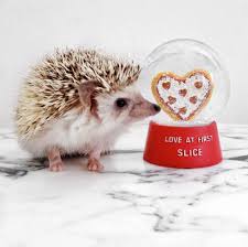 25 Cute Hedgehog Pictures That Show Some Spikey Love Cute Animals Puppies Cute Hedgehog Cute Animals