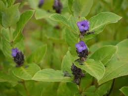 Image result for Neuracanthus africanus