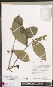 Image result for Belonophora coffeoides