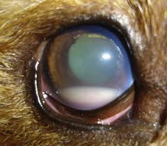 It occurs frequently in cats. Canine And Feline Uveitis Veterinary Clinics Small Animal Practice