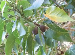 Image result for Thespesia populneoides