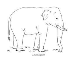 Interactive experience for children who loves animals with online and printable coloring pages. Asian Elephant Coloring Page By Mama Draw It Teachers Pay Teachers