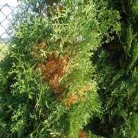 Image result for kabatina thujae