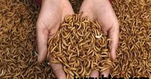 Download ebook budidaya maggot / potensi tersembunyi maggot untuk pakan unggas agropustaka : Maggot Production Free Ebook Download