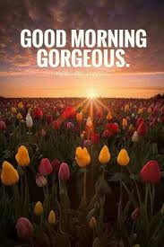 Good Morning Gorgeous Tulips Oranges Reds Mustard Yellow Morning Love Quotes Good Morning Quotes Good Morning Gorgeous