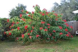 Shop by type, color, zone & more. Poinsettia Plants Poinsettia Poinsettia Plant