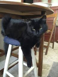 Odin In Keyif Saati Black Cat Cats Animals