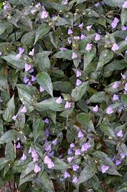 Image result for Tinnea galpinii