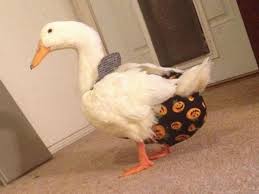 Diaper and reusable liner for indoor pet ducks. My Experience Having A Pet Duck Pethelpful By Fellow Animal Lovers And Experts