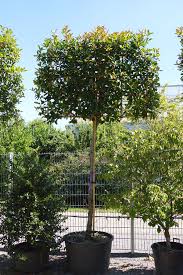 Photinia Fraseri Red Robin Glanzmispel Tuin