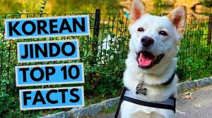 Country living editors select each product featured. 100 Korean Dog Names Meanings Beautiful Innovative Ideas Doggie Designer