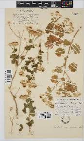 Image result for Eriocephalus luederitzianus