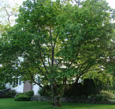 El hombre guapo, el sol amarillo). El Castano Europeo Pisos Al Dia Pisos Com