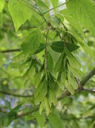 Check spelling or type a new query. Manitoba Maple For Sale Treetime Ca