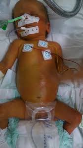 Image result for Harlequin Color Change