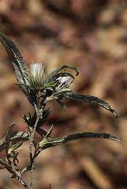 Image result for Dicoma galpinii