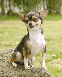 Chihuahua Breed History Temperament Care Training More Dogs And Dog Advice
