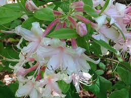 Hot flowers for hot days,poisonous plants in georgia poison plants to watch flowering bushes georgia (page 1). Pink Flowering Bush In Georgia Native Azalea Theeasygarden Easy Fun Fulfilling Gardening