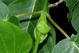 Image result for Burttdavya