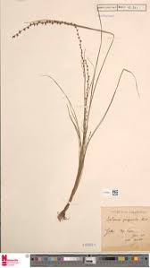 Image result for Scleria melanomphala