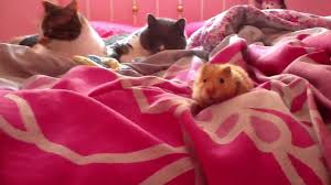 Game meats are an excellent alternative source of protein for cats. Question Do Cats Eat Hamsters 2021