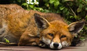 Getting rid of foxes in your garden can be accomplished by the simplicity of fencing. How To Keep Foxes Out Of The Garden 5 Quick And Easy Deterrents To Keep Foxes Away Express Co Uk