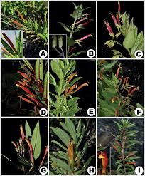 Image result for Stemodiopsis rivae