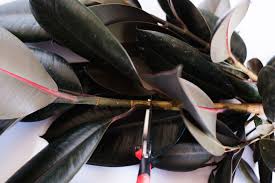 If you would like, you can dip the cutting in rooting hormone. A Complete Guide To Caring For Rubber Plants And Answers To Why Yours Might Be Dying Vintage Revivals