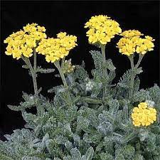Achillea Tomentosa Aurea Achillea Herb Farm Perennials