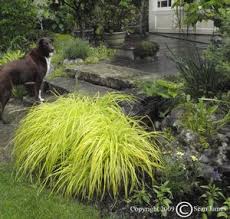 Image result for Carex cognata