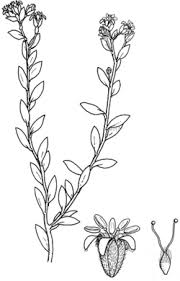 Image result for Cressa cretica