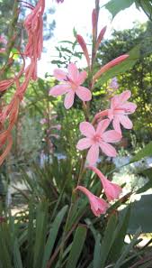 Image result for Zygotritonia