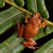 Image result for Psychotria articulata