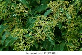 Image result for Harungana madagascariensis