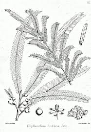Image result for Phyllanthus ovalifolius
