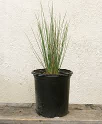 Image result for Juncus punctorius