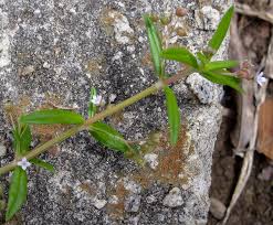 Image result for Oldenlandia fastigiata