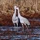 Sandhill Cranes (Adults) event image