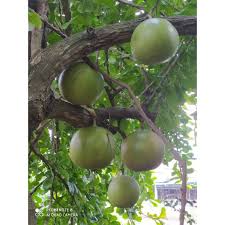 Gunakan (google translate) terletak di bahagian kiri untuk membaca artikel ini. Buah Labu Kayu Segar Ubat Kanser Shopee Malaysia