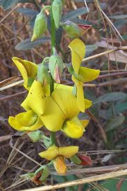 Image result for Crotalaria valida