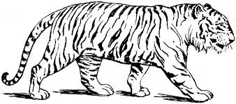 Dibujos De Tigres Para Colorear