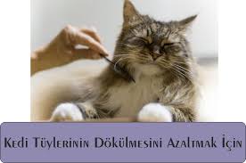 Kedi Tuyu Nasil Temizlenir Ve Kedilerin Tuy Dokmemesi Icin Ne Yapmali