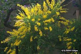 Plantfiles Picture 3 Of Broomtops Common Broom European Broom Irish Broom Sweet Broom Broom Garden