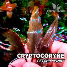 The same plant grown under differing conditions can vary amazingly in appearance. Cryptocoryne Petchii Pink In Vitro Premium Buces
