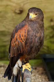 Majestic Birds Of Prey Animals Bird Of Prey Via Www Kiwibirdproductions Com Birds Of Prey Birds Prey