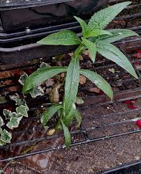 Image result for Guizotia scabra