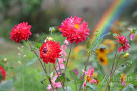 Flower summer flowers nature green pink bloom flora spring beautiful background plant yellow garden grass beach leaf blue sky green leaves white red sun high definition pictures fresh water poppy high definition picture blossom petal macro purple bouquet fun floral people blue sky lake tulips sea. Beautiful Summer Flowers Photograph By Jim Fitzpatrick