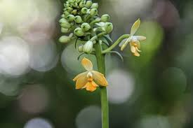 Image result for Disperis dicerochila